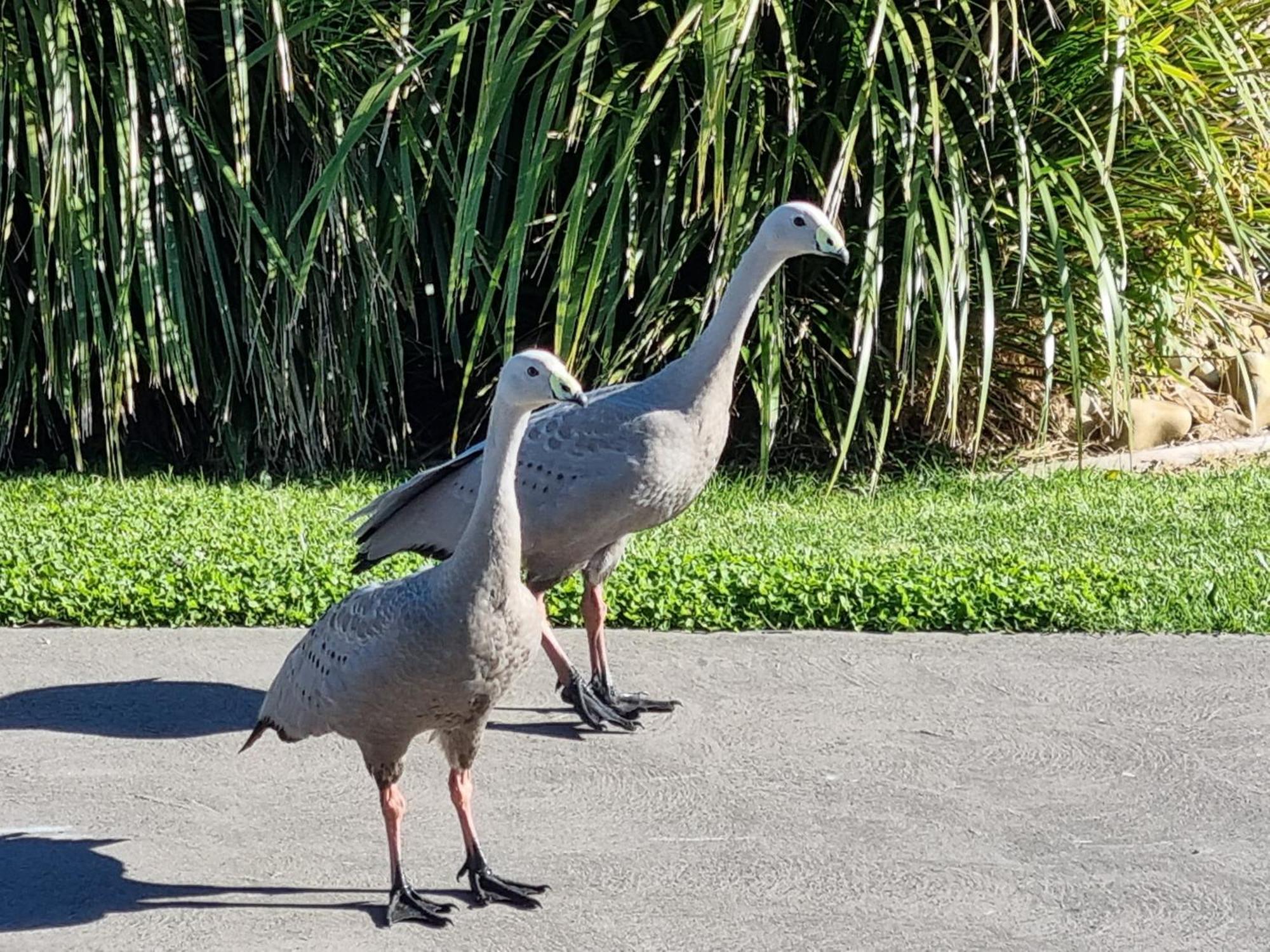 Island Cove Villas カウズ エクステリア 写真